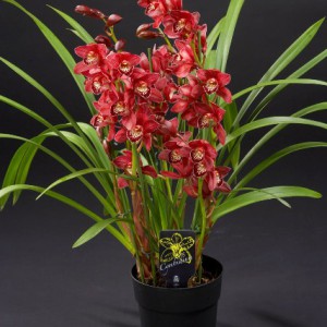 Click to enlarge image 1a-witte-cymbidium.jpg